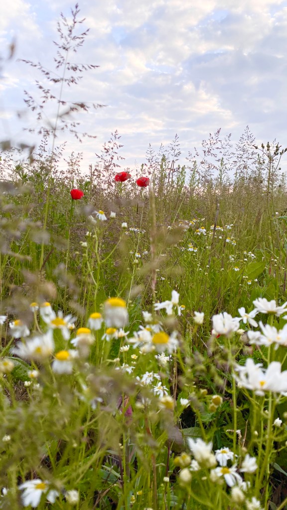 chamomile, poppies and grasses that are all in flower. Photographed from below so they are silhouetted against the evening sky.