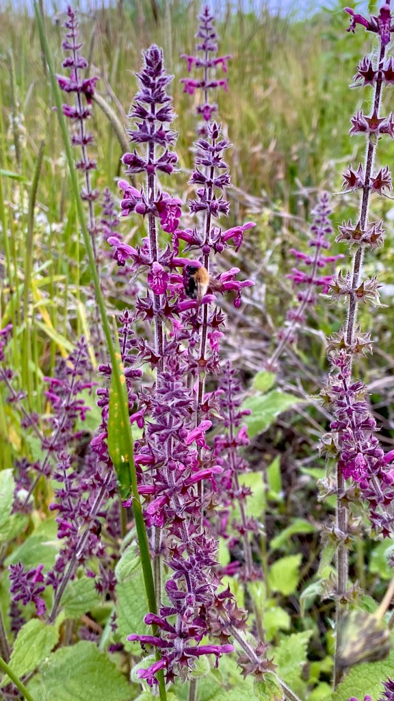 close-up of a bee on some hedge woudwort.
