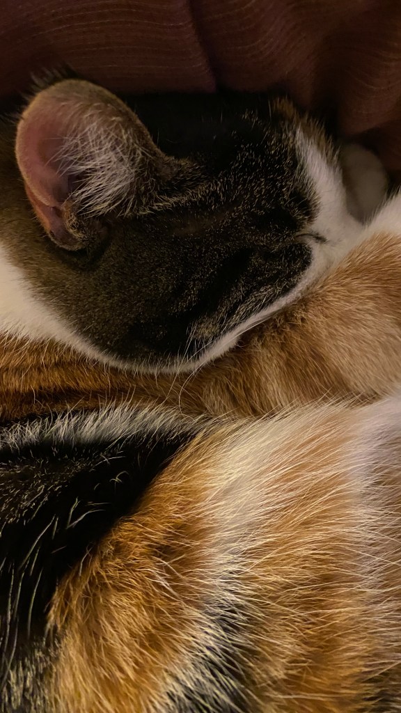 A cat curled up asleep, it looks peaceful. You can see its ear and its side.