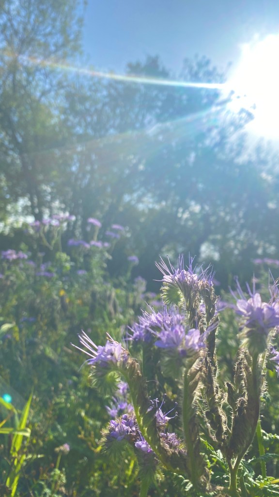 phacelia plants in flower against a dark hedgeline with the sun shining in the distance