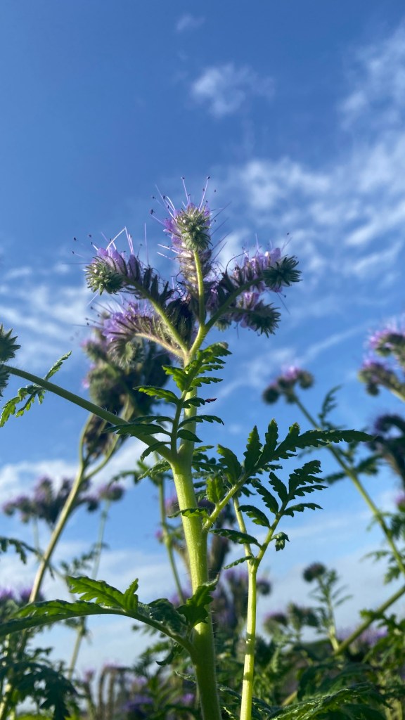 geometric fronds of phacelia against a blue sky and scudding clouds