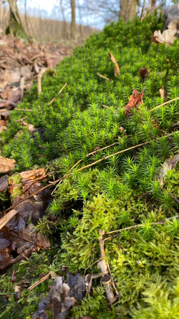 a close-up shot of a mound of juniper haircap moss, lovely springy bright green stuff with foliage that looks like gorse needles but in fact because it's soft it looks to me like little stars, below it is a little clump of delicate fern moss. it's all growing in a deep bed of leaflitter and you can see the horizon very blurrily beyond