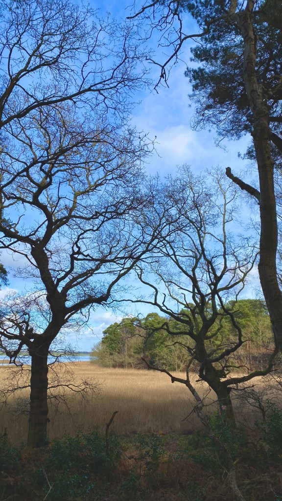 a view from the path out across the reedbed, and you can just make out the blue water of the estuary beyond. the tree canopy is the focus of the shot, a mass of bare branches against a bright blue sky strung with gossamer-thin clouds. We see a scots pine on the right of the shot, and we can see a whole grove of scots pine growing on the bank in far distance.