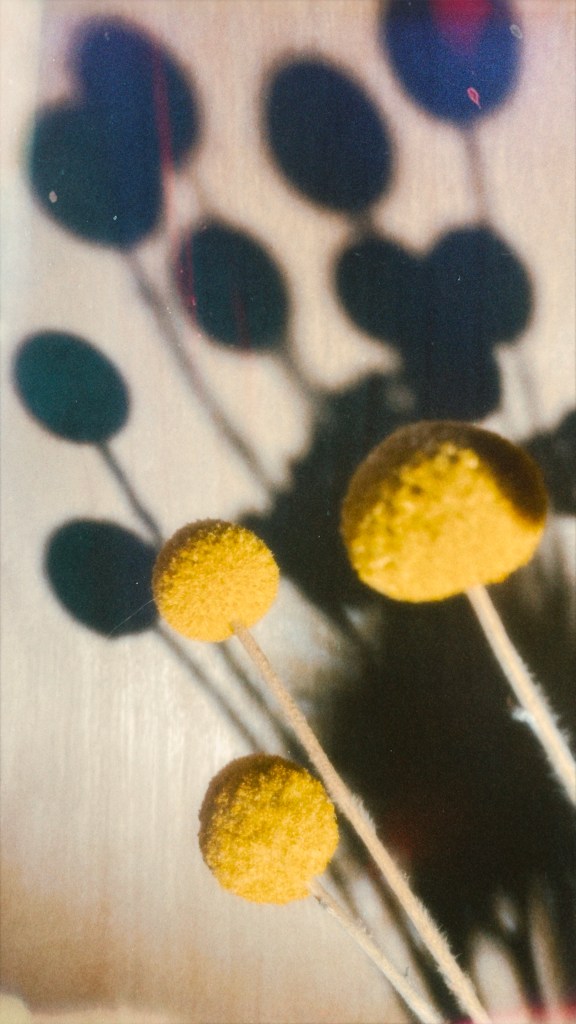 a picture of some dried benjamin buttons, round yellow heads like pin cushions, a bright light is shinging on them and the bulk of the picture is taken up with their shadows on the wall of my studio. little globes on tiny sticks, on birch plywood. this photo is unrelated to anything in the text, i just liked the contrasting colours between the two photos. although I say it's unrelated, of course this is the view when i'm making the musical elements that go into these tapes so perhaps not