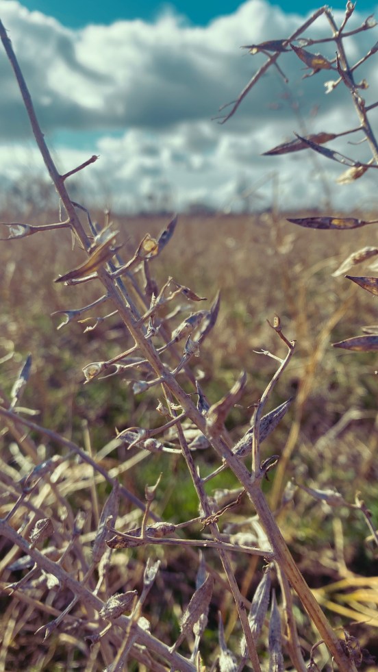 a field of white mustard, gone over